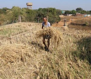farming-on-roof1_14518460