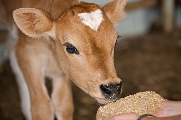 Feeding-Calf