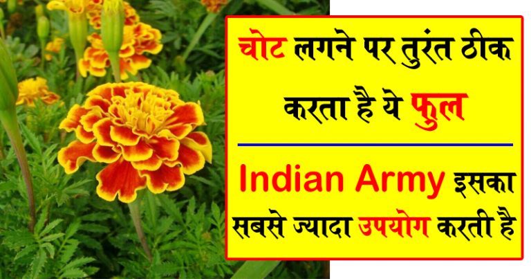 ये दुनिया की सर्वोतम औषधि है, Indian Army भी इसे इस्तेमाल करती है ये दुनिया की सर्वोतम औषधि है, Indian Army भी इसे इस्तेमाल करती है