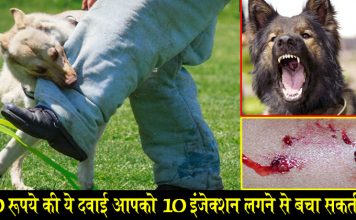 कुत्ते के काटने का इलाज ! कभी भी आपके काम आ सकता है