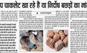 आप चाकलेट खा रहे हैं या निर्दोष बछड़ों का मांस?